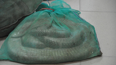 Bắt vụ vận chuyển 25 con rắn hổ mang chúa