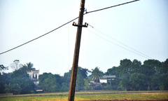 Chết tại chỗ chỉ vì...vỗ vào con bò