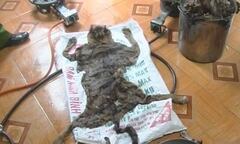 Hà Tĩnh: Bắt giữ 1 vụ nấu cao hổ trái phép