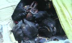 Bắt giữ vụ vận chuyển 16 bộ xương động vật hoang dã