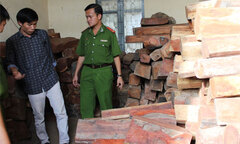 Phát hiện bãi tập kết 25m3 gỗ lậu
