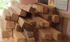 Lâm tặc cướp gỗ “trên tay” kiểm lâm	