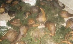 Bắt nóng vụ xuất lậu 124 cá thể tê tê sống