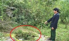  "Tử thần " rình rập quanh khu đồi thuốc độc