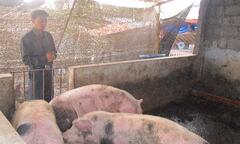 Lợn ngậm 'thuốc' siêu tăng trưởng 