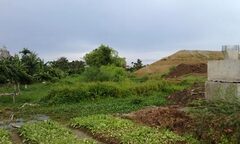 Thực hư chuyện  "thần khuyển " trấn yểm đường cao tốc