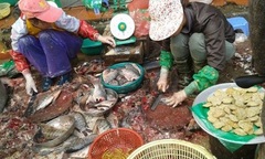 Kinh hãi cá, gà làm thịt ở chợ