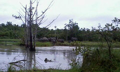 Xung đột voi - người