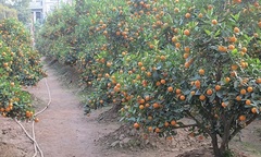 Hà Nội: Người trồng đào, quất lo ế hàng và vắng khách 