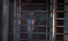 Voi quật chết người ở Khu du lịch Đại Nam