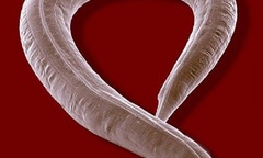 Loài giun và tập tính giao phối  "chết chóc "