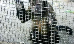 Cận cảnh  "sở thú chết chóc " nhất thế giới tại Indonesia