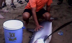 Xuất hiện cá mập dài 2m tại bãi tắm Nha Trang 