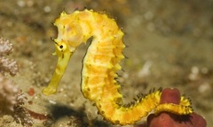 Điểm mặt những động vật có cách cư xử dị với con