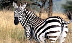 Giải mã bí ẩn bộ lông của ngựa vằn