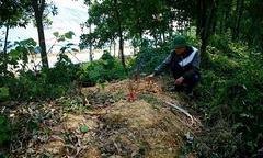 Ám ảnh về những hài nhi bị vứt bỏ ở bãi rác Nam Sơn