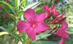 Những loài cây độc nhất thế giới