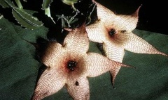 Điểm mặt những loài hoa bốc mùi nhất thế giới