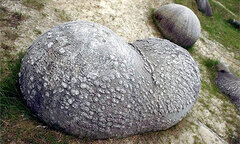 Kỳ lạ loại đá tự lớn lên, phình to