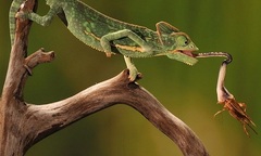 Khám phá tuyệt chiêu săn mồi của các  "xạ thủ " động vật