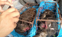 Bắt đối tượng vận chuyển trái phép 3 con khỉ mắt đỏ