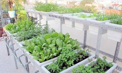 Hà Nội: Rộ phong trào thuê kỹ sư chăm rau tại nhà