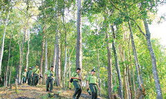 Lấy rừng nuôi rừng