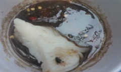 Kinh hoàng bún đậu mắm...ruồi!