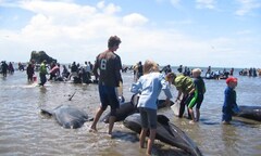 Hàng chục con cá voi mắc cạn tại bờ biển New Zealand