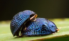 Điểm mặt 10 côn trùng có tư thế sex kinh điển