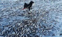 Na Uy: Hàng ngàn con cá đóng băng vì rét buốt