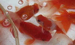 Tiễn ông Công, ông Táo: Cá ngoại nhập, đắt tiền được ưa chuộng 