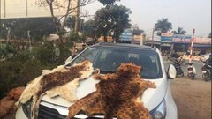 Tóm gọn đối tượng đang vận chuyển 2 bộ da hổ đi tiêu thụ