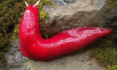 Tận mục các kiểu động vật được “tô màu” rực rỡ