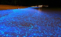 “Lung linh” cùng bãi biển phát sáng kỳ ảo ở Maldives