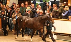 Điểm mặt những kỷ lục trong thế giới loài ngựa