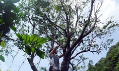 Truyền đời vạch rừng tìm lá trầm với nghiệp làm hương