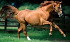 Loài ngựa và những bí mật thú vị