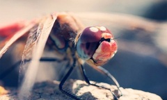 Khám phá 10 tập tính hết sức “người” của côn trùng