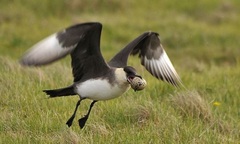 Điểm mặt các loài quỷ quyệt nhất thế giới động vật