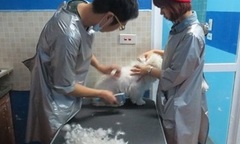  Bạn trẻ kiếm bộn tiền từ nghề chăm sóc thú cưng
