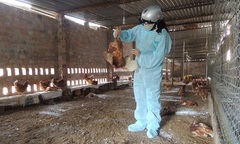 Liên tục xuất hiện ổ dịch cúm A/H5N1 tại Kon Tum