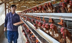 Lâm Đồng kiểm soát tốt dịch cúm gia cầm