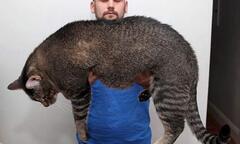 Tranh nhau mua mèo  "quái vật " dài gần 1 mét 