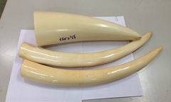 Bắt giữ 3 chiếc ngà voi Châu Phi chuyển phát nhanh về Việt Nam