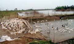 11 tỉnh có dịch cúm gia cầm