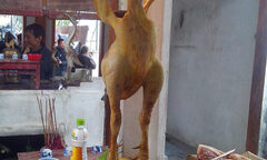 Độc và lạ: Gà đứng, gà bay trên mâm cỗ cúng