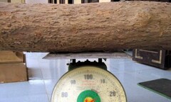 Đình chỉ cán bộ kiểm lâm “biển thủ” gỗ sưa đem bán