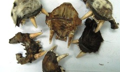 Hà Nội: Khởi tố 2 đối tượng vận chuyển sọ hổ, xương sư tử