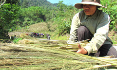 Đầu năm rủ nhau đi hái lộc rừng